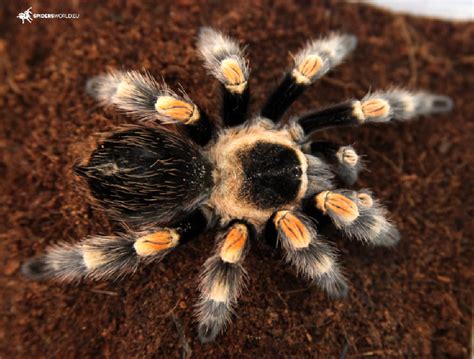  Brachypelma! Ontdek de verborgen wereld van deze mysterieuze en fascinerende spin met een zacht karakter