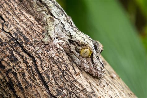  Emoü! Een reptiel met een glimmende huid die zich perfect camoufleert in zijn natuurlijke omgeving