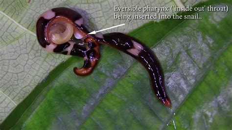  Humphrey’s Flatworm: This Masterful Micro-Hunter Leaves Its Tiny Prey Trembling in its Wake!