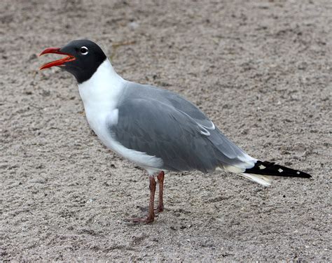  Laughinggull, Een vogel die grappige kreten maakt en op een onvoorspelbare manier vliegt!