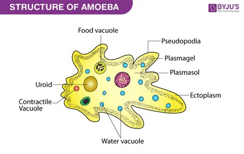  Matteria: Een enigmatische verschijning die zich voedt met bacteriën en beweegt met pseudopodia!