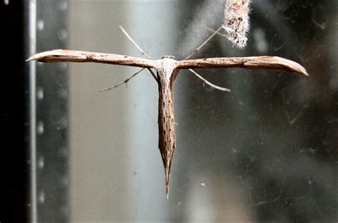  Nachtvlinders! Fascinerende nachtkrijgers met vleugels zo mooi als de sterrenhemel