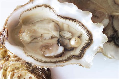  Oesters: Een schelpdier met een parel van een persoonlijkheid die zich vastklampt aan leven!