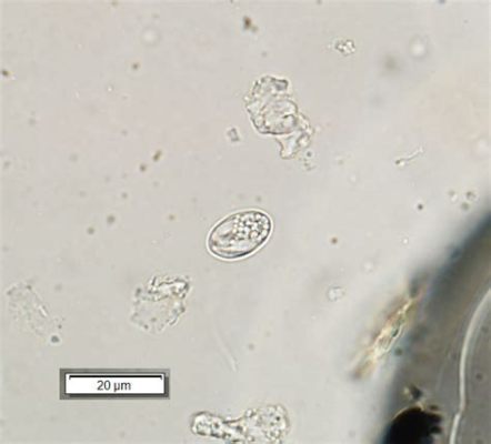  Sarcocystis! Een parasiet die van zoogdieren naar vogels springt, en terug