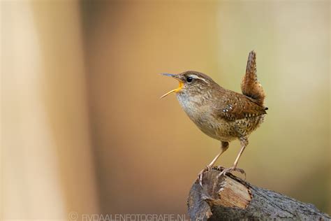  Werpstaart! Een Vogeltje met een Vlerkvol Vreugdepret