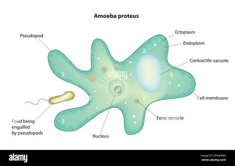  Amoeba Proteus: Ontdek de Dansende Droppel met een Oneindige Honger!