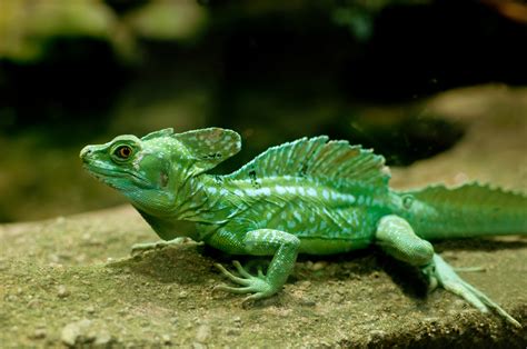  Basilisk! Een Reptiel met een Mysterieuze Beweging die Je Volkomen Zal Verwonderen