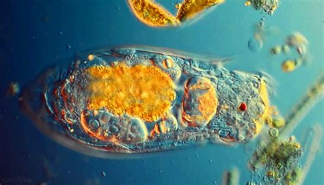  Bodo! Een enigmatische eencellige met wervelende trilharen die zich door de waterwereld bewegen