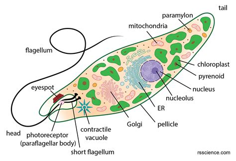  Bodonia! Een Microscopische Wonderwereld Met een Flagellum en een Zorgvuldig Geordend Eetpatroon