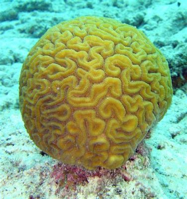   Brain Coral: Met een Mysterieus Uiterlijk en Complex Sociaal Leven