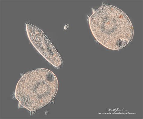  Didinium: Een Microscopische Roofdier met een Verrassend Wapen!