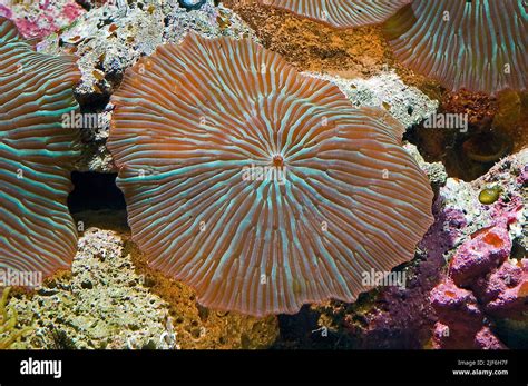  Discosoma! Een levendige anemoon die fluorescerend licht laat dansen in de oceaandiepten