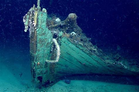  Dodder! Een Vis met een Onverwachte Twist en een Voorliefde voor Scheepswrakken