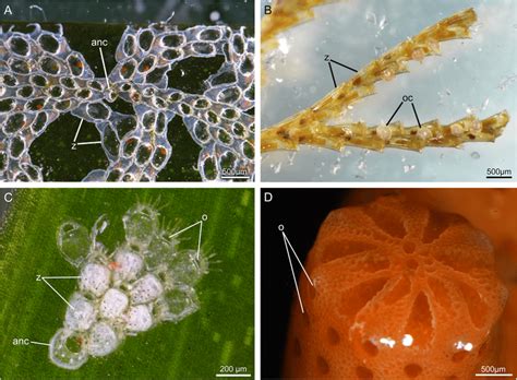  Fenestrulina! Deze fascinerende Hydrozoa bouwt de mooiste kolonies