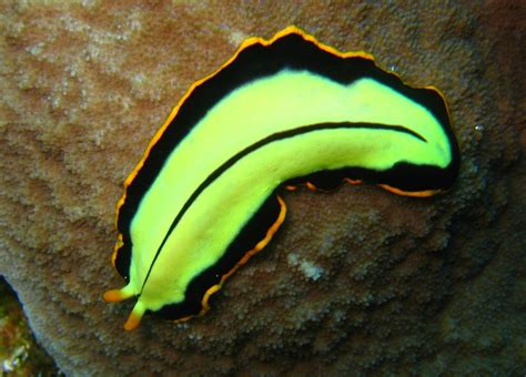 Free-Living Flatworm: A Glimpse into the World of Microscopic Wanderers!