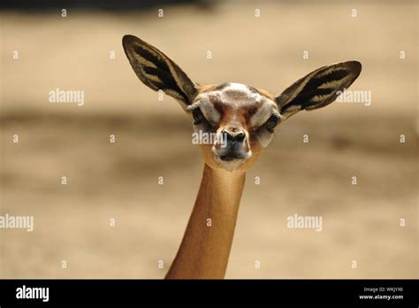  Gerenuk!  Een expert kijkt naar de lange nek van deze gazelle en beschrijft zijn bijzondere levensstijl