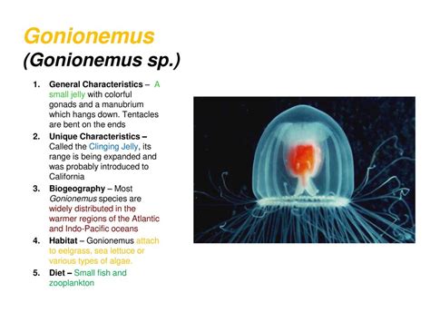  Gonionemus, een Kleine Zeeduivel Met Een Grote Eetlust! Gonionemus vertoont een fascinerende symbiose tussen schijnbaar onschuldige schoonheid en een onverzadigbare honger naar prooien.