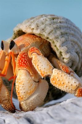  Hermitkrab! Een schelp met een geheimzinnige bewoner die altijd op zoek is naar meer ruimte