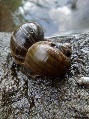  Iberische Slak: Een Eetbare Gastropode met een Liefde voor Kalk en Kiezel!