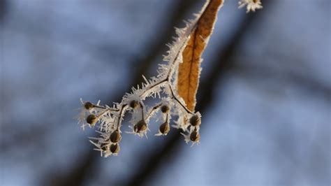  Insectenwonder: De IJskristalmot en zijn betoverende winterse metamorfose!