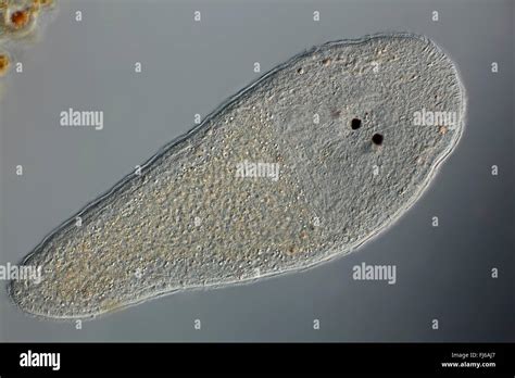  Jaeger Turbellarian: Een Microscopische Vagebond met een Voorliefde voor Zoetwater!