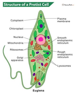  Jakobid: Een eencellige protist met een voorkeur voor een anaërobe leefomgeving!