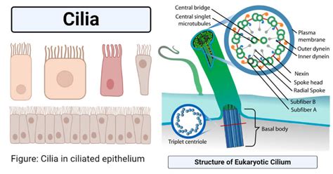  Kickxia: Een microscopisch wonder dat zich voortbeweegt met trilhaars en drijft op de stroming van het leven!