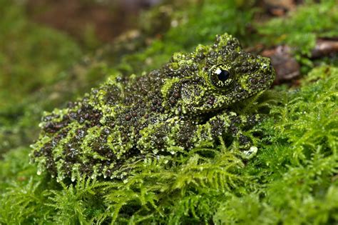 Knoflookpad! Een amfibie met een geur die je neus zal verrassen en een camouflage-kunstenaar die zich perfect verstopt in zijn omgeving.