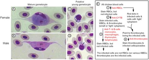  Leucocytozoon! De Parasiet Met Een Voorkeur Voor Rode Bloedcellen