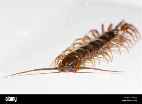  Litter-loving Legions: Unveiling the Enigmatic Life of the Lithobiid Centipede!