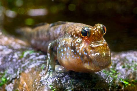  Mudskipper: Een Amfibie met Adembenemende Acrobaties die het Land en de Zee Bevinden!