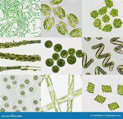  Mychonastes! Een Microscopisch Alg met een Verslindende Appétit