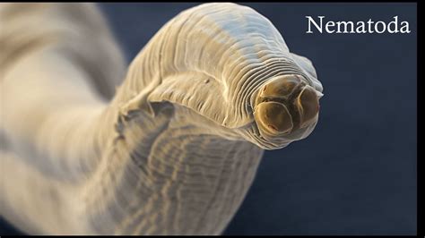 Nematodera - Deze unieke Diplopode heeft een lichaam dat lijkt op een levende spaghetti en beweegt zich door de aarde met een fascinerende wringende gang!