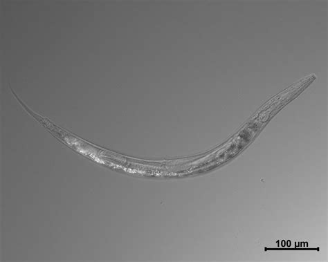  Nietzsche Worm: A Flatworm That Thrives In Extreme Environments!