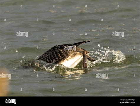  Noordse Mossel: Een Sterk Gewapende Filteraar in de Kille Noordzee!