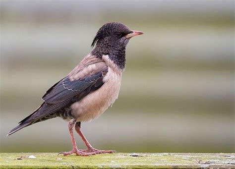  Oosters Spreeuw! Een Vogel Met een Zangerig Hart en een Onverwachte Vorsprong in de Stad