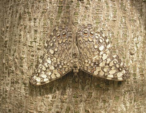  Parelmossel: Een filtervoederende wonder die zich perfect camoufleert met zijn omgeving!