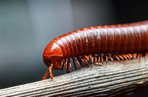  Polydesmus! Een schitterende schoonheid met duizend benen en een geheimzinnige levensstijl.