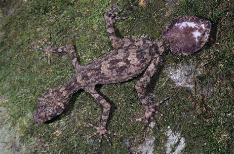  Queensland Leaf-Tailed Gecko: De perfecte imitator die zich tussen bladeren verstopt en de nacht als zijn jachtterrein gebruikt!