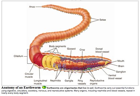 Ringleto Worm! A Magnificent Example of Annelid Anatomy Combined With an Unexpected Dietary Preference for Sand Grains