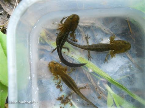  Salamander: Een waterbewoner met een fascinerende metamorfose en een voorkeur voor vochtige ondergronden!