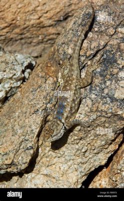  Sceloporus! Ontdek deze betoverende hagedis die perfect camoufleert en razendsnel kan wegrennen