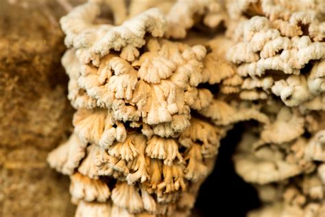  Schizophyllum: Een levend labyrint van duizenden poten met een voorkeur voor rottende bladeren!