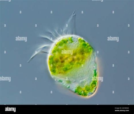  Strombidium! Een wonderbaarlijke Ciliate met een onberispelijk zwemtechniek