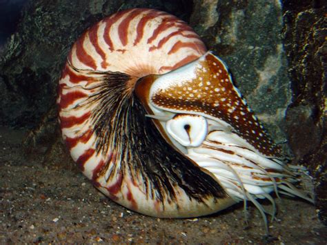  Upside-down Snail! Explore This Marine Mollusc Known for Its Unconventional Lifestyle