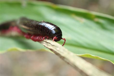  Wurgschors! Een Myriapode Met De Kracht Van Duizend Benen En De Snelheid Van Slapende Slakken