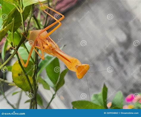  Xysticus: Een sluipend meesterwerk van camouflage en geduldig wachten!