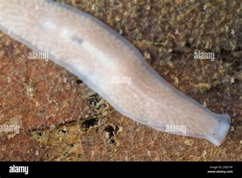  Y-Shaped Wonders: Discover the Quirky World of Freshwater Planarians!