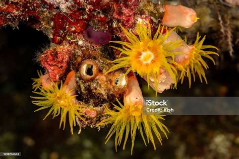  Yellow-Horned Hydroids: Living Jewels Adorned with Tentacles That Sting Like Tiny Harpoons!