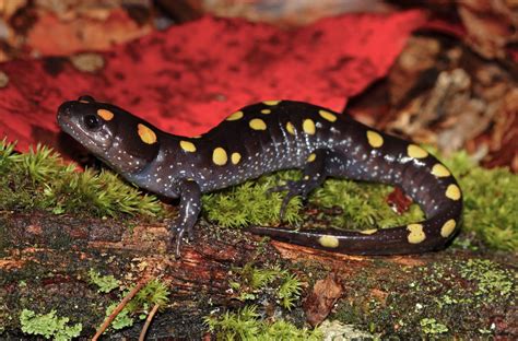 Yellow-Spotted Salamander: Met zijn schitterende gele vlekken en snelle zwemtechnieken!